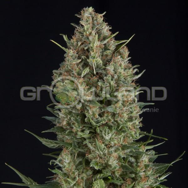 Pyramid Wembley 5 ks Fem.