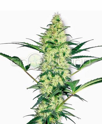 White Label White Diesel Fem. 10Ks.