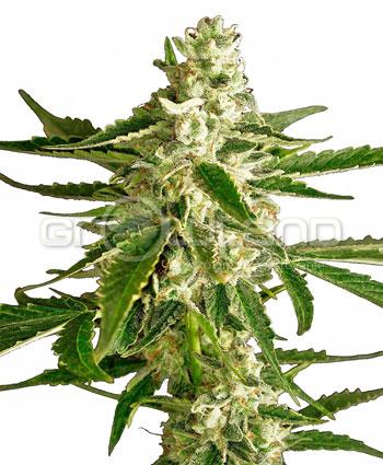 Sensi seeds White Diesel Haze Automatic. Fem. 10Ks.