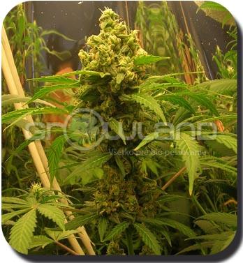 Buddha White Dwarf - Autoflower 1 ks, fem.