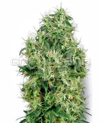 White Label White Gold Fem.  5Ks.