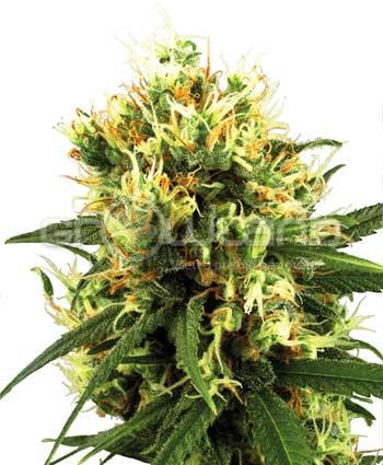 Sensi seeds White Haze Automatic. Fem. 5Ks.
