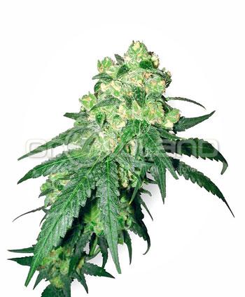 Sensi seeds White Label Rhino Regul.