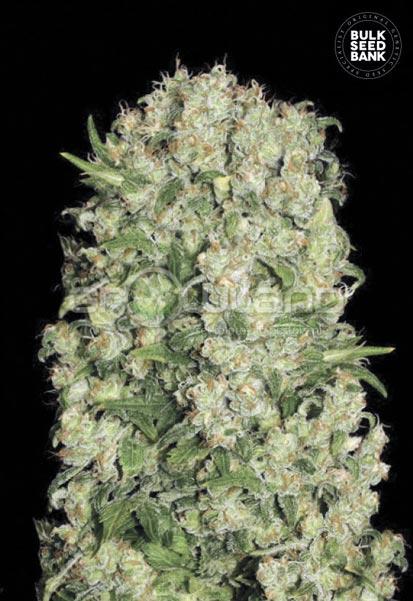 Bulk Seeds White Prussian 10 ks, Fem.