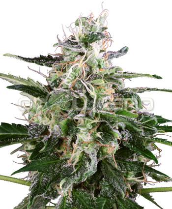 Sensi seeds White Skunk Automatic.Fem. 3KS.
