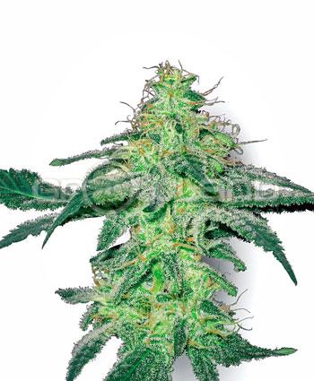 White Label White Skunk Fem. 5 Ks.