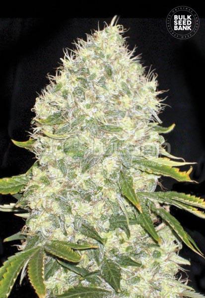 Bulk Seeds White Widow 10 ks, Fem.