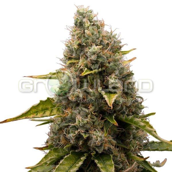 White Widow 10 ks Fem.