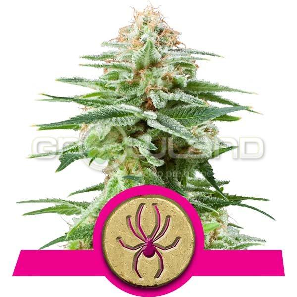 White Widow 10 ks Fem.