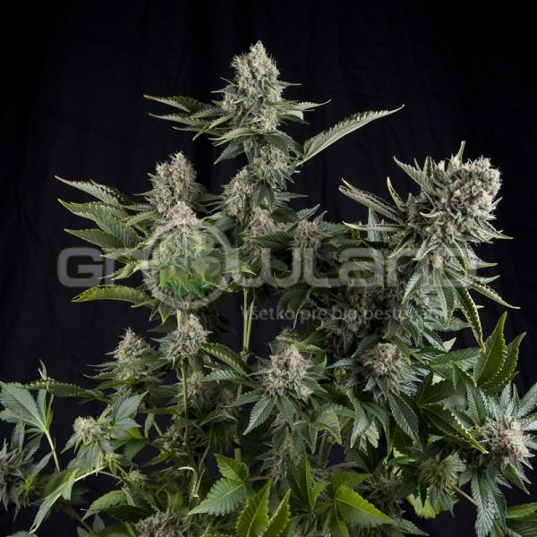 Pyramid White Widow 5 ks Fem.