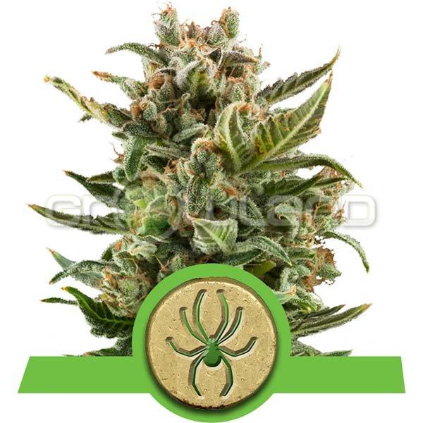 White Widow Automatic 10 ks Fem.