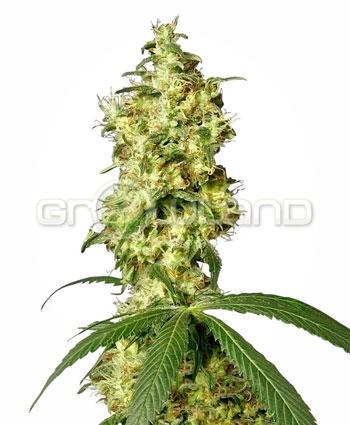 Sensi seeds White Widow Automatic. Fem. 10 KS.