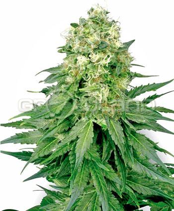 White Label White Widow Fem. 3ks.