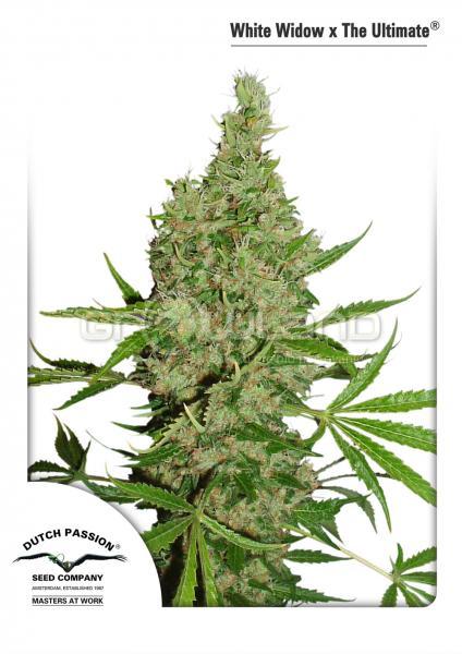 DP White Widow X The Ultimate, 10 ks