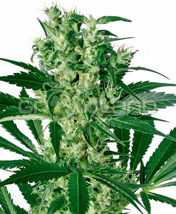 White Label X Haze Fem. 5 Ks.